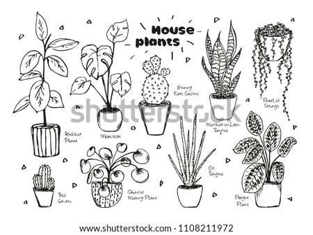 Similar – Image, Stock Photo Succulent plant of mother of pearl studio shot