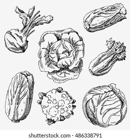 Set of hand drawn vegetables. Cabbage, cauliflower, Chinese cabbage, kohlrabi