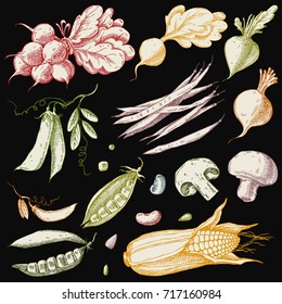 Set of hand drawn vegetables. Corn, peas, beans, beets, radishes and mushrooms.