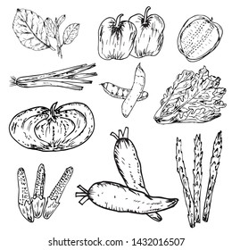 Set of hand drawn vegetables, Organic herbs and spices, Healthy food drawings set. Vector illustration.