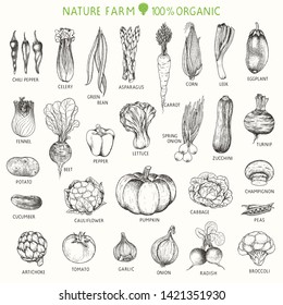 Set Of Hand Drawn Vegetables, Vector Illustration In Vintage Style.