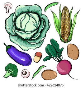 set of hand drawn vegetables. vector illustration