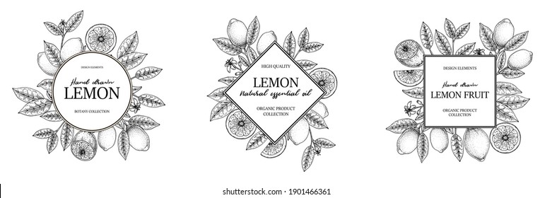 Set of hand drawn vintage lemon frames. Vector illustration in sketch style isolated on white. Print, package, card design.