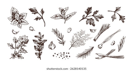 Set of hand drawn vintage style sketches featuring culinary herbs, garlic cloves, peppercorns, rosemary, dill, parsley, mint, spring onion and basil. Isolated vector illustration in engraved style.