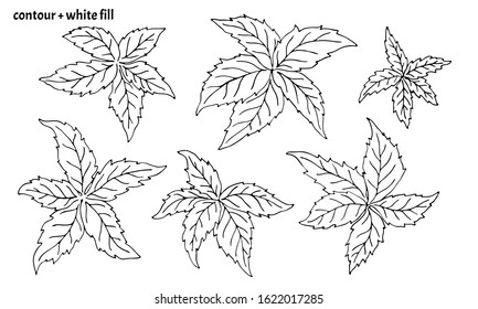 Set of hand drawn virginia creeper leaves. Colorless (black contour with white fill)nature vector illustration