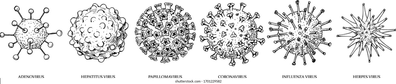 Reihe handgezeichneter Virustypen (Coronavirus, Papillomavirus, Herpes, Influenza, Hepatitis, Adenovirus) mit Namen im Skizzenstil. Mikroskop-Virus, Nahaufnahme.  Vektorgrafik. COVID-2019