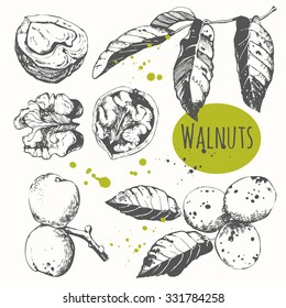 Set of hand drawn walnuts. Black and white sketch food. Fresh organic. Vector illustration with nuts.