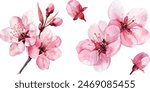 Set of Hand drawn watercolor illustration Red Apple Flowers. Vector, Isolated on white background. Element for design of invitations, movie posters, fabrics and other objects.