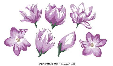 Set of Hand drawn watercolor illustration Red Apple Flowers. Vector, Isolated on white background. Element for design of invitations, movie posters, fabrics and other objects.