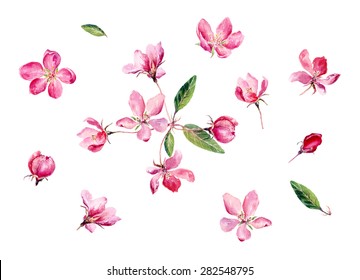Set of Hand drawn watercolor illustration Red Apple Flowers. Vector, Isolated on white background. Element for design of invitations, movie posters, fabrics and other objects.