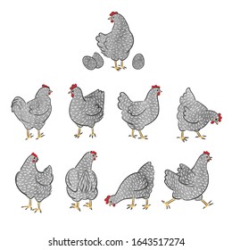 Set of hand drawn watercolor speckled hens. Chicken collection.