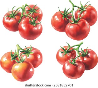 Set of hand drawn watercolor tomato bunch isolated on white background. Realistic food illustration vector 