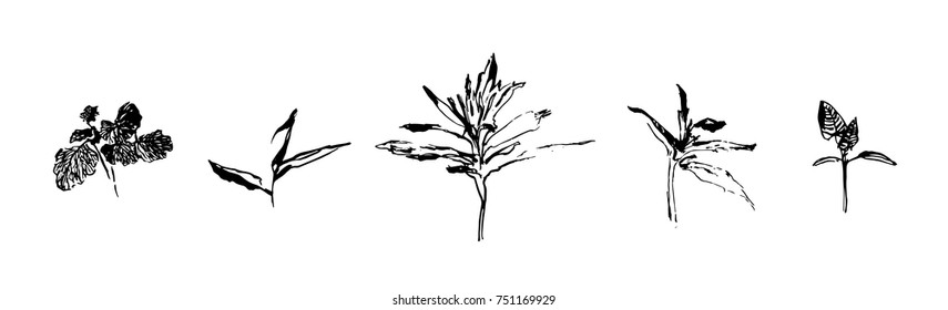 Set of hand drawn weed field herbs. Small plant branches with leaves. Vector illustration. Black image on white background.