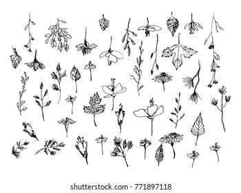 Set of hand drawn weed field herbs, flowers, leaves. Outline of  plants. Sketch or doodle style vector illustration. Black image on white background.