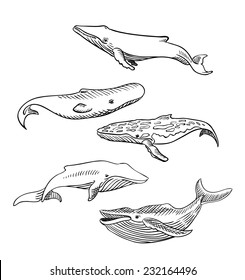 6,264 Blue Whale Sketch Images, Stock Photos & Vectors | Shutterstock