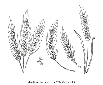 Set of hand drawn wheat ear spikes