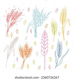 Set of hand drawn wheat ears. Grain spikelets. Doodle, sketch. Bakery design elements. Vector illustration
