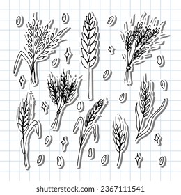 Set of hand drawn wheat ears. Grain spikelets. Doodle, sketch. Bakery design elements. Vector illustration