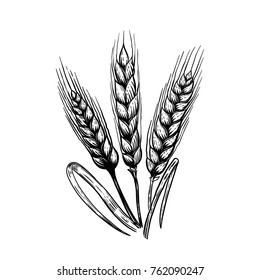 Set of hand drawn wheat illustration in engraving style. Design elements for poster, emblem, sign, label. Vector illustration