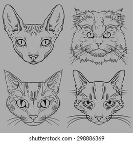 Set of Hand Drawn Wild Cat Portraits isolated on white