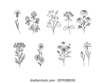 Set of hand drawn wild flowers. Vector plants and herbs isolated. Decorative flowers and branches black color on white background