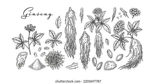 Set of hand drawn wild ginseng root with leaves and berries isolated on white background. Botanical vector illustration in sketch style for packaging, logo, scientific articles design