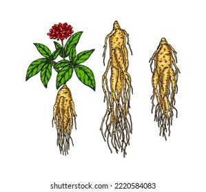 Handgezeichnete Wildginseng-Wurzel mit Blättern und Beeren einzeln auf weißem Hintergrund. Botanische Vektorgrafik im Skizzenstil für Verpackung, Logo, Design wissenschaftlicher Artikel