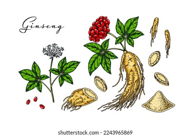 Set of hand drawn wild ginseng root with leaves and berries isolated on white background. Botanical vector illustration in sketch style for packaging, logo, scientific articles design