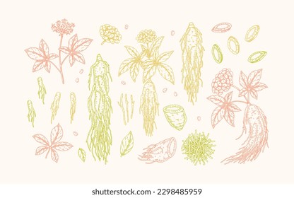 Handgezeichnete Wildginseng-Wurzel, Pflanzen, Blumen, Beeren. Botanische Vektorgrafik im Skizzenstil für Verpackung, Logo, Design wissenschaftlicher Artikel