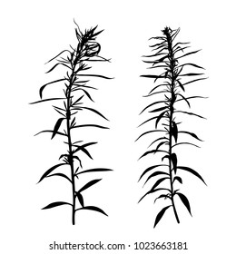Set of hand drawn wild herbs silhouettes isolated on white background. Elegant wild plants for your design. Vector illustration.