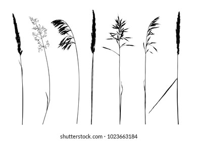 Set of hand drawn wild herbs silhouettes isolated on white background. Elegant wild plants for your design. Vector illustration.