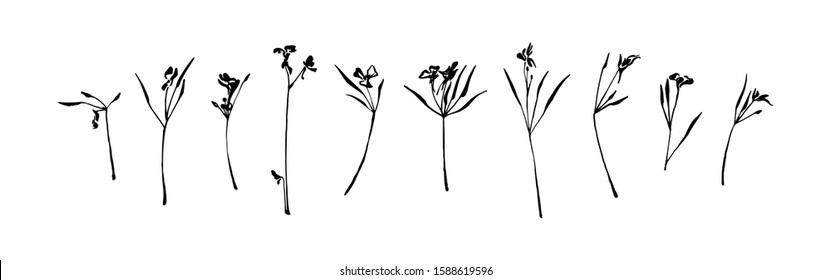 Set of hand drawn wild plants with small flowers. Outline herbs with leaves silhouette brush ink painting. Black isolated vector on white background. Graphic illustration.