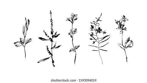 Set of hand drawn wild plants. Outline herbs with leaves and flowers, ink painting silhouette. Black isolated vector on white background.