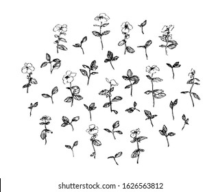 Set of hand drawn wild plants with leaves and flowers. Stylized sketch decorative herbs vector illustration. Black isolated image on white background.