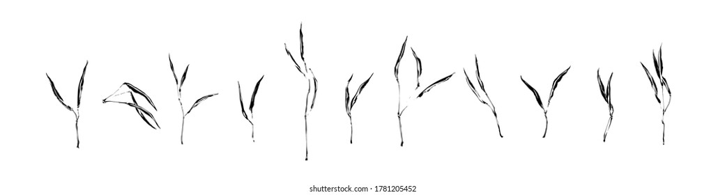 Set of hand drawn wild plants. Outline herbs with leaves painted by ink. Black isolated sketch vector on white background.