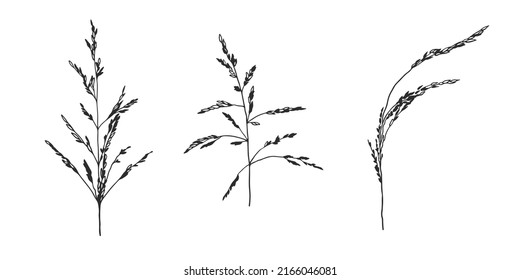 Set Hand Drawn Wild Plants Grasses Stock Vector (Royalty Free ...