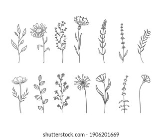 Set of hand drawn wildflowers and herbs. Vector illustration