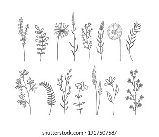 Set of hand drawn wildflowers and herbs. Vector illustration