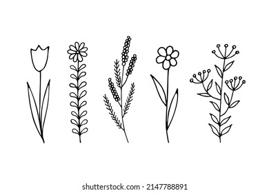 Set of hand drawn wildflowers and herbs. Doodle vector illustration isolated on white background.
