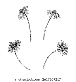 Set of hand drawn wildflowers with long curved stems. Botanical black and white sketch resembling chamomile, echinacea, or arnica. Perfect for herbal designs, packaging, and textile prints.