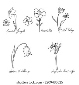 Set Of Hand Drawn Wildflowers Original To Southern Spain. Nature Of Southern Europe.