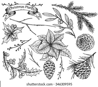 Set of  hand drawn winter plants - poinsettia, mistletoe, fir-cone; holly. Vector sketch  illustration. Can be used for greeting and invitation cards, banners, postcards