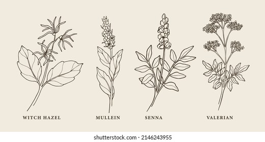 Set of hand drawn witch hazel, mullein, senna, valerian