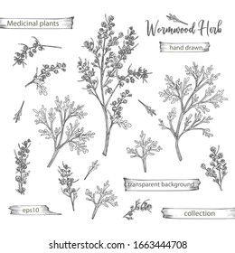 Set hand drawn of wormwood, lives and flowers in black color isolated on white background. Retro vintage graphic design. Botanical sketch drawing, engraving style. Vector illustration.