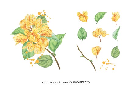 Set of hand drawn yellow bougainvillea watercolor collection vector svg