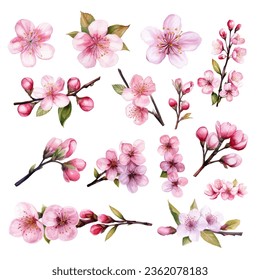 Set of Hand Painted Cherry Blossom Flower Watercolor