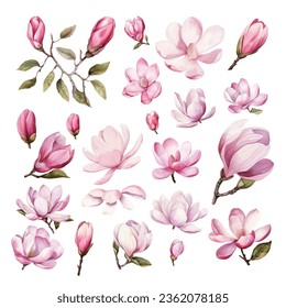 Set of Hand Painted Magnolia Flower Watercolor