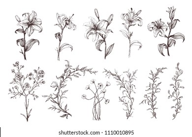 Set of hand scetched lilies, flowers, leaves. Botanical art. 