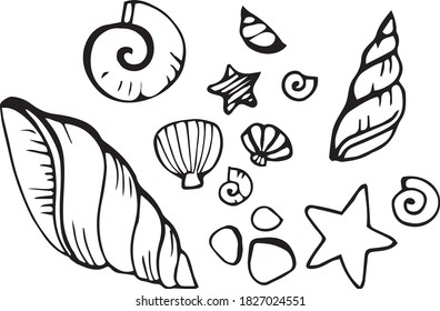 set of hand sketches of sea shells vector.