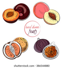 Set of hand-draw fruits. Vector.